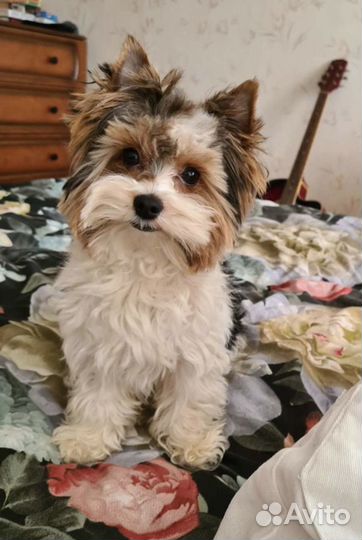 Бивер йорк вязка