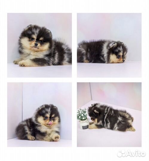 Малыши Померанского Шпица
