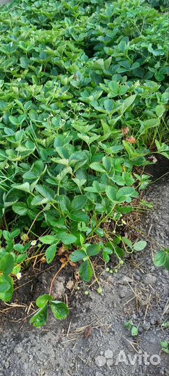 Продам кусты клубники Гора Эверест