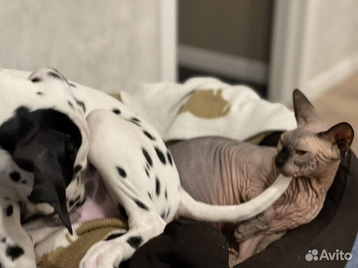 Щенки долматинца