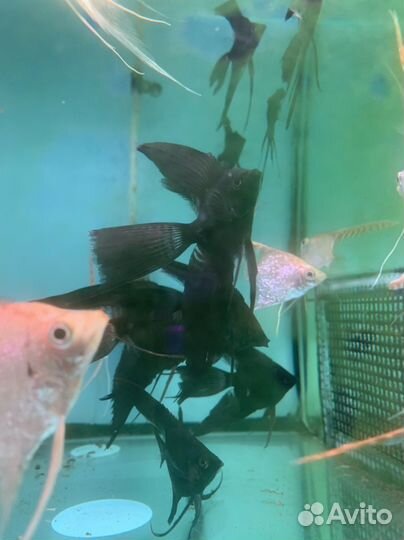 Скалярия черная