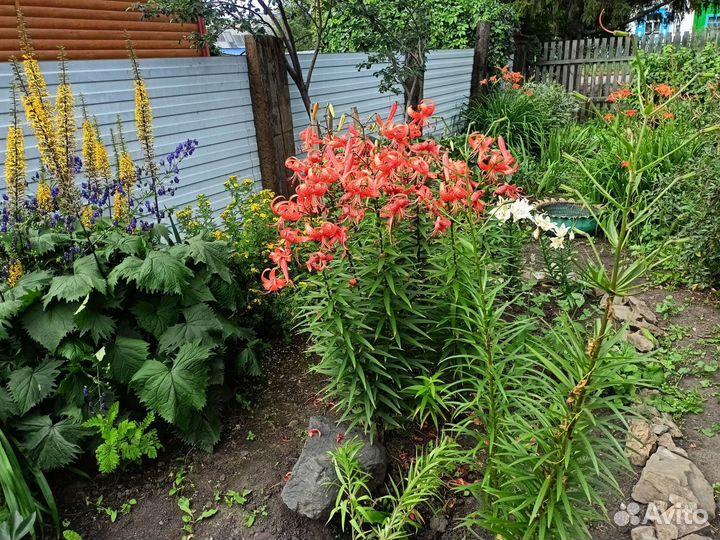 Лилия, саженцы малины