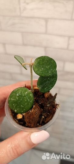 Хойи укоренённые