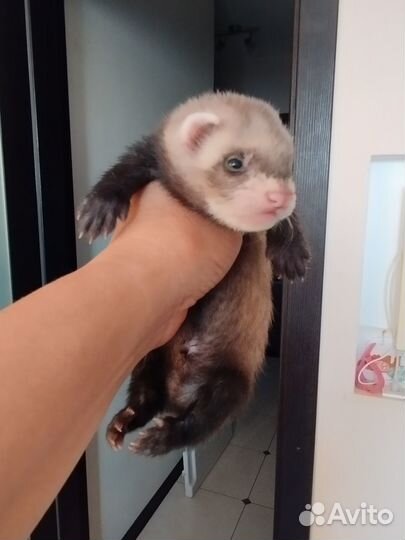 Хорек мальчик