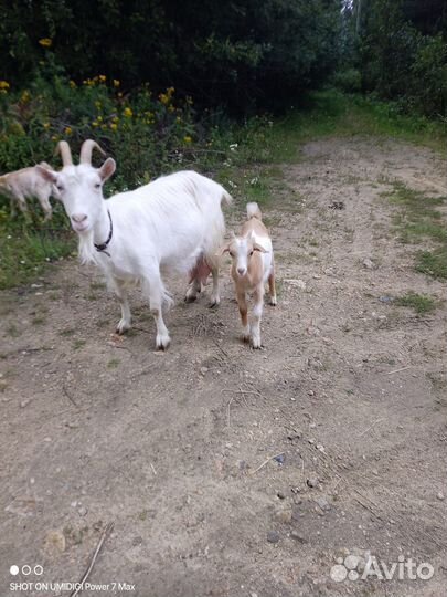 Коза дойная, с козлятами