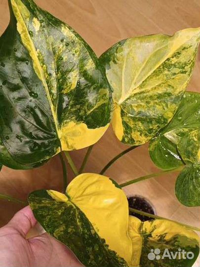 Алоказия кукулата вариегатная детки