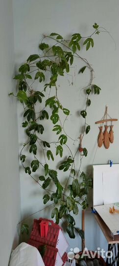 Пассифлора (маракуйя)