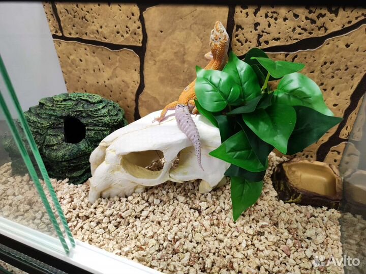 Террариумы для рептилий