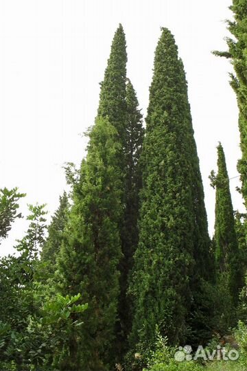 Кипарис вечнозеленый, семена