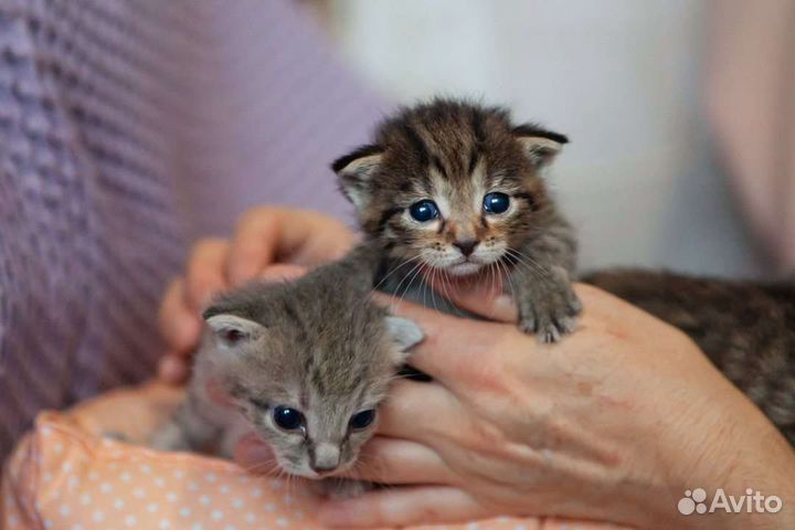 Открываем бронь на котят