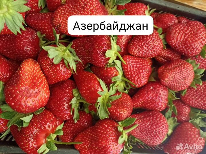 Клубника, малина, ежевика