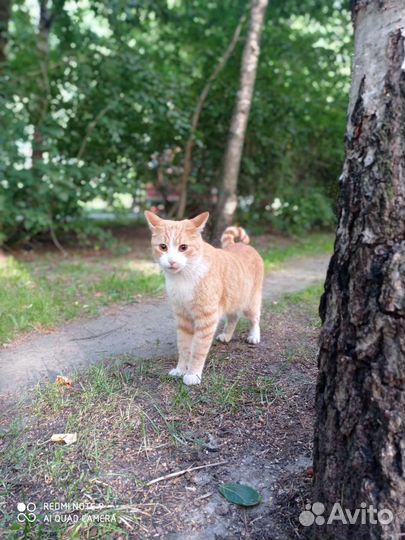 Кот рыжик, ищет дом