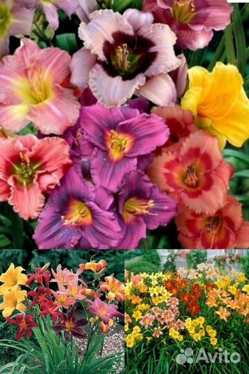 Лилейник желтый