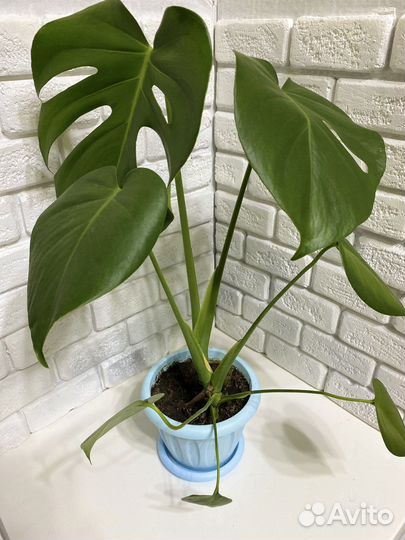 Монстера, папоротники, аспарагус