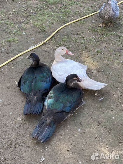 Мускусные утки