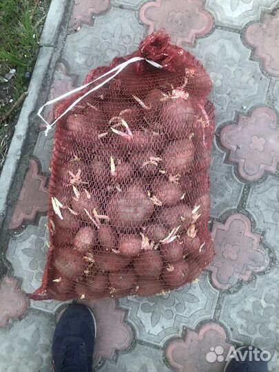 Картофель едовой