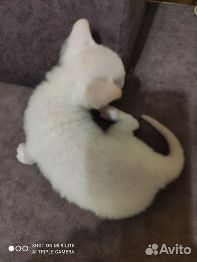 Кошки донской сфинкс