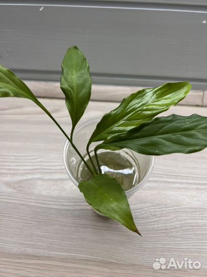 Спатифиллум