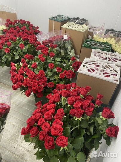 Лепестки красных роз