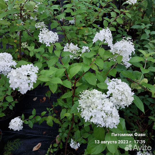 Гортензия Метельчатая Лайм Лайт