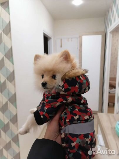 Комбинезон для маленькой собаки s