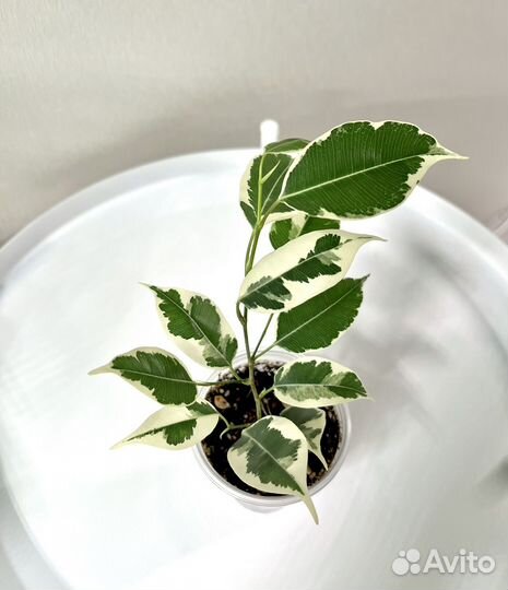 Фикус Твилайт