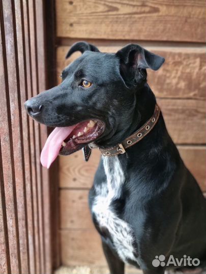 Обалденный пёс ждет тебя в приюте