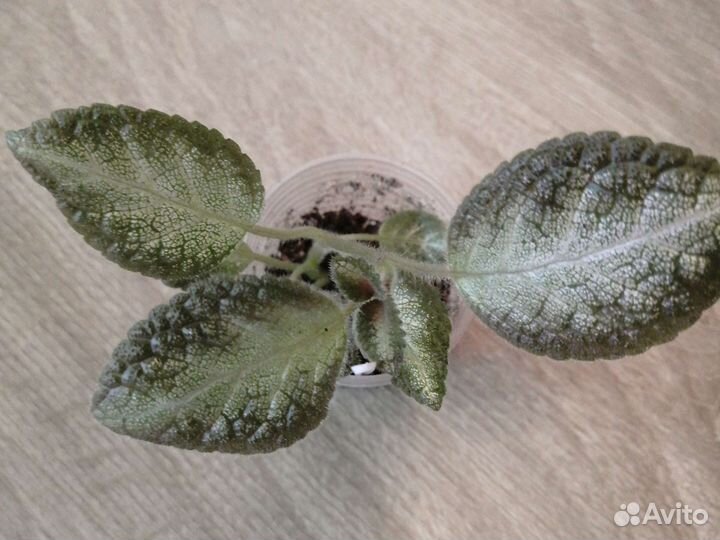 Эписции сортовые