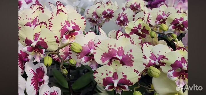 Орхидея фаленопсис