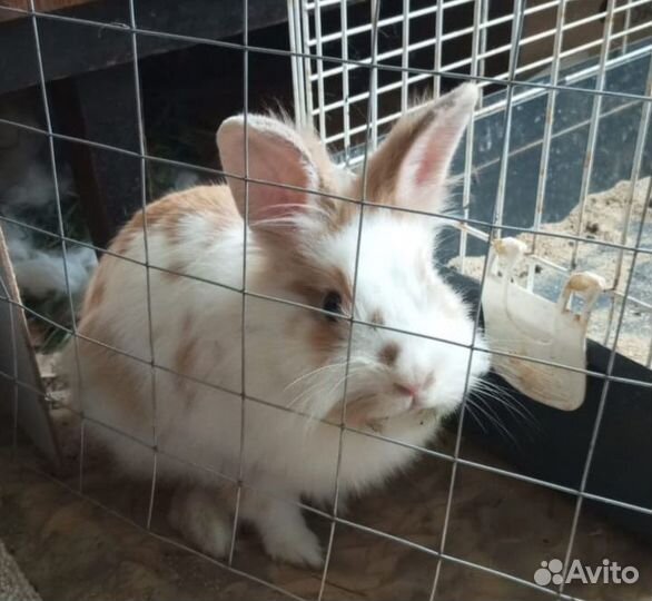 Декоративные кролики