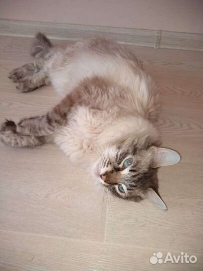 Котик Сëма ищет дом