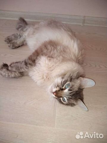 Котик Сëма ищет дом