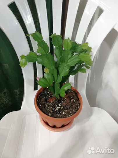 Декабрист двух расцветок (шлюмбергера)