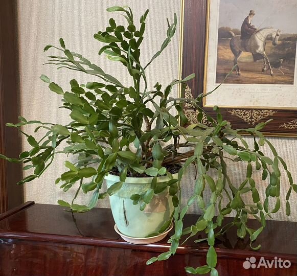 Фикус, кротон, декабрист и др