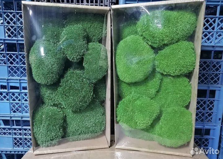 Стабилизированный мох, кочка бархатная