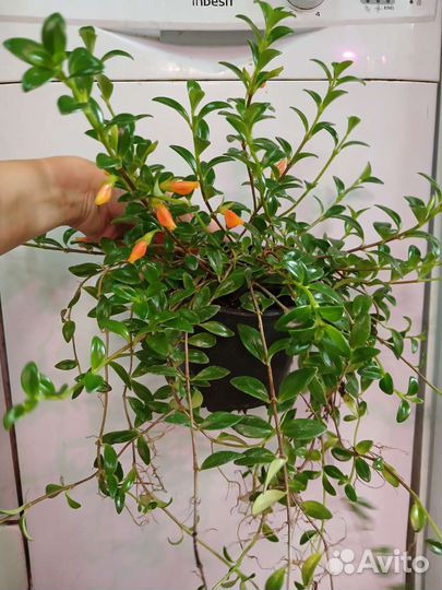 Нематантус (гипоцирта) грегариус