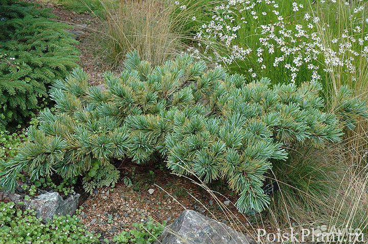 Кедровый стланик