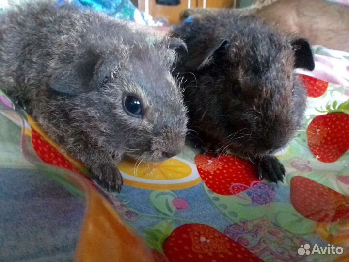 Морские свинки