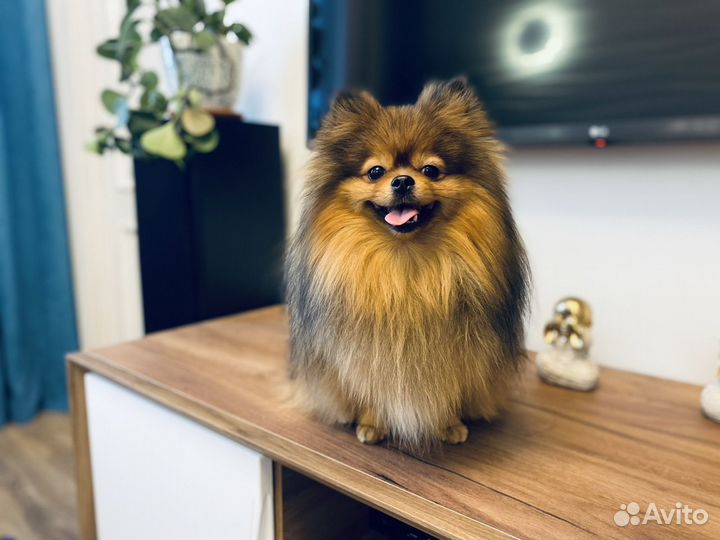 Шпиц вязка