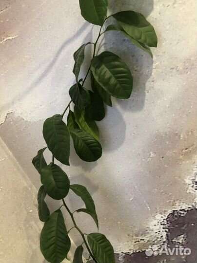 Каламандин