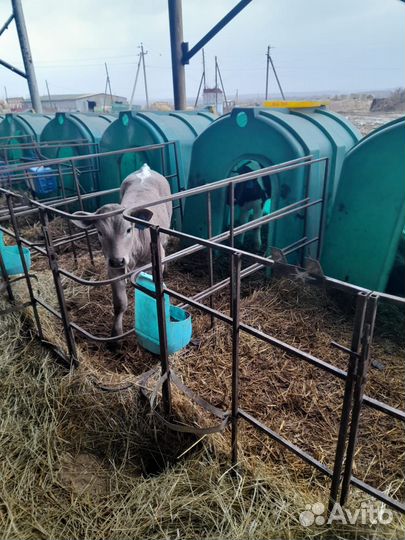 Бычки и телята