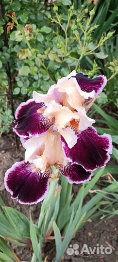 Ирисы высокие бородатые сортовые