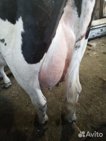 Телята коровы