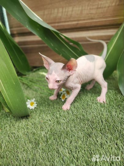 Канадский сфинкс мальчик