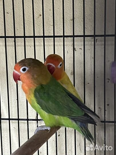 Волнистый попугай