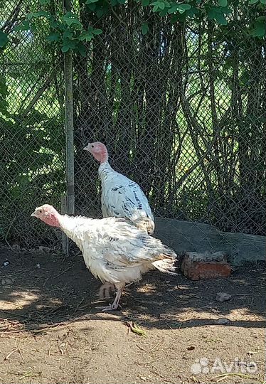 Индюшата домашние