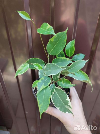 Фикус Бенджамина