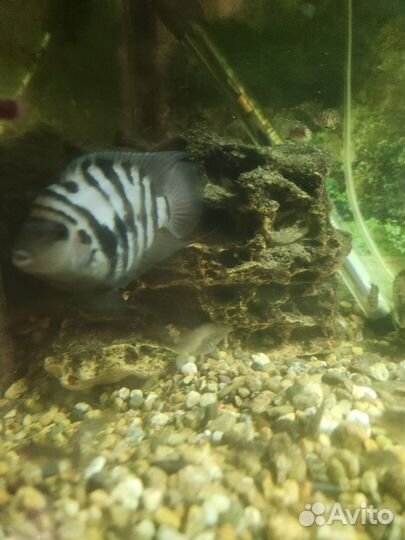 Цыхлида чернополосая