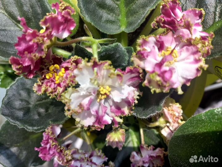 Фиалка Ко- Петушок Золотой Гребешок