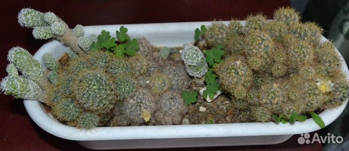 Кактусы, Семейство ластовневые, Гуэрнии мамилляри